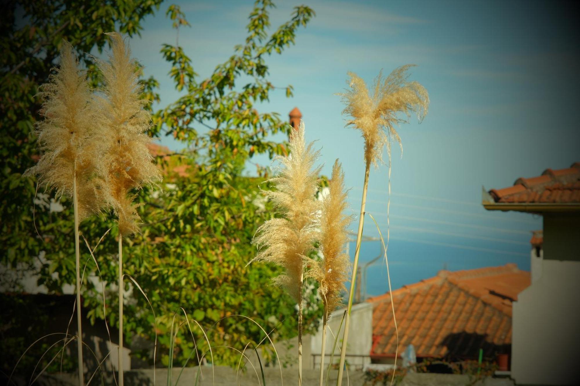 Villa Philia - Olympus Litóchoron Dış mekan fotoğraf